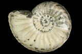Ammonite (Pleuroceras) Fossil - Germany #125410-1